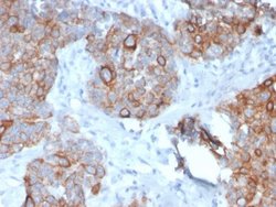 STAT2 Antibody (STAT2/2650) - Azide and BSA Free, Novus Biologicals 100